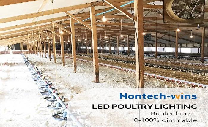 4 Advantages of Poultry LED Lighting