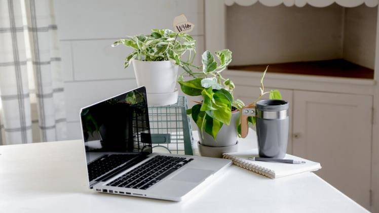 The best office plants for productivity