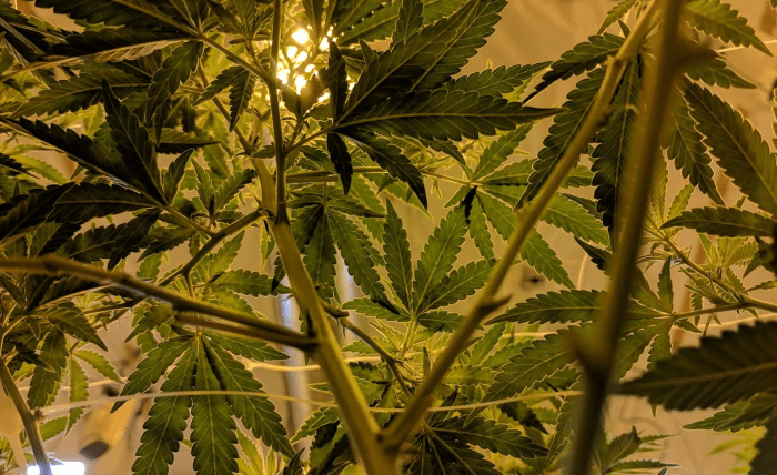 Ensuring Public Safety: The Crucial Role of Cannabis Regulation